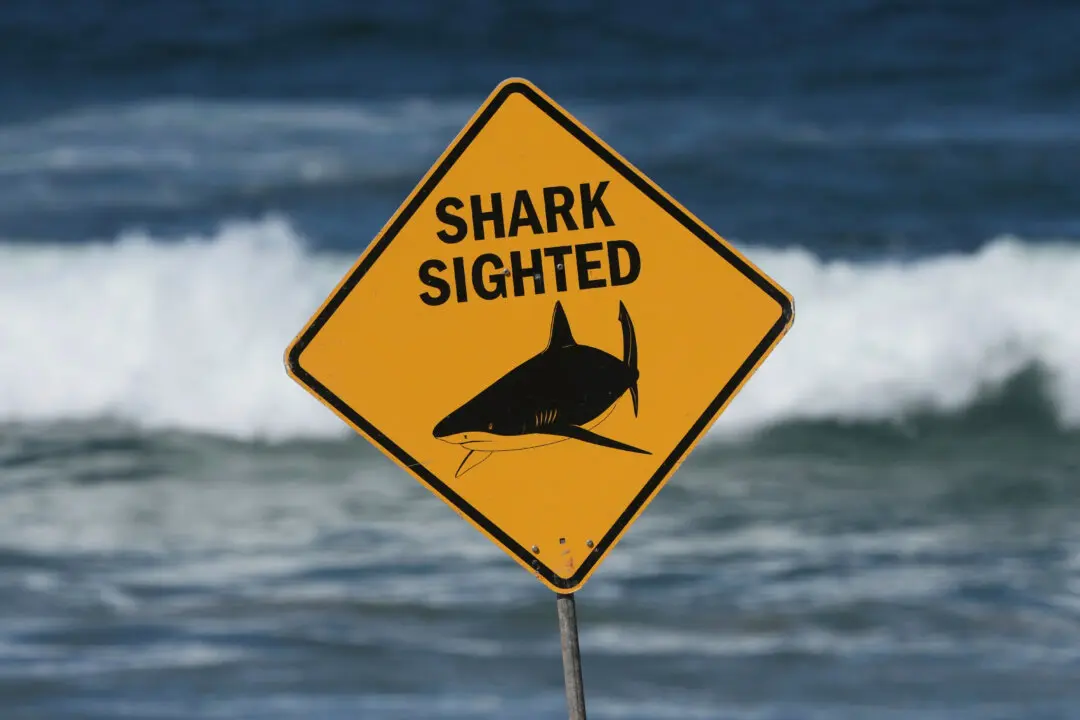 $4.2 Million Shark Safety Boost After Horror Spate of Attacks