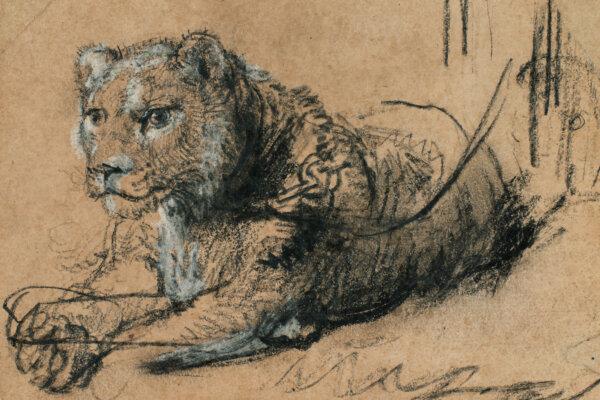Rembrandt’s Rare Lion to Roar at Auction