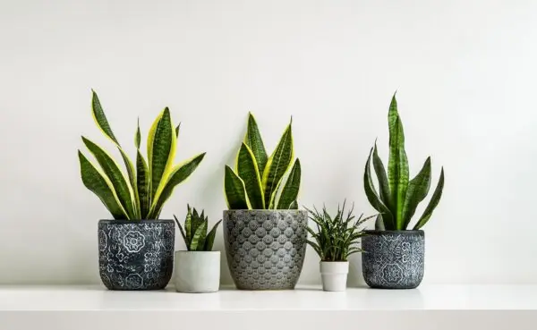 10 Houseplants That Can Improve Your Quality of Life