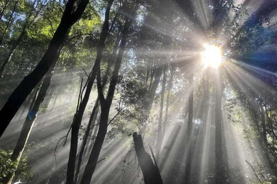 Teenage Boy’s Body Found in Blue Mountains Creek