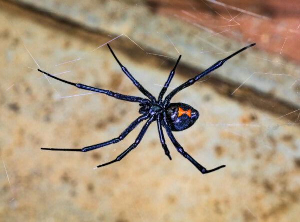 Cats Especially Sensitive to Black Widow Spider Venom