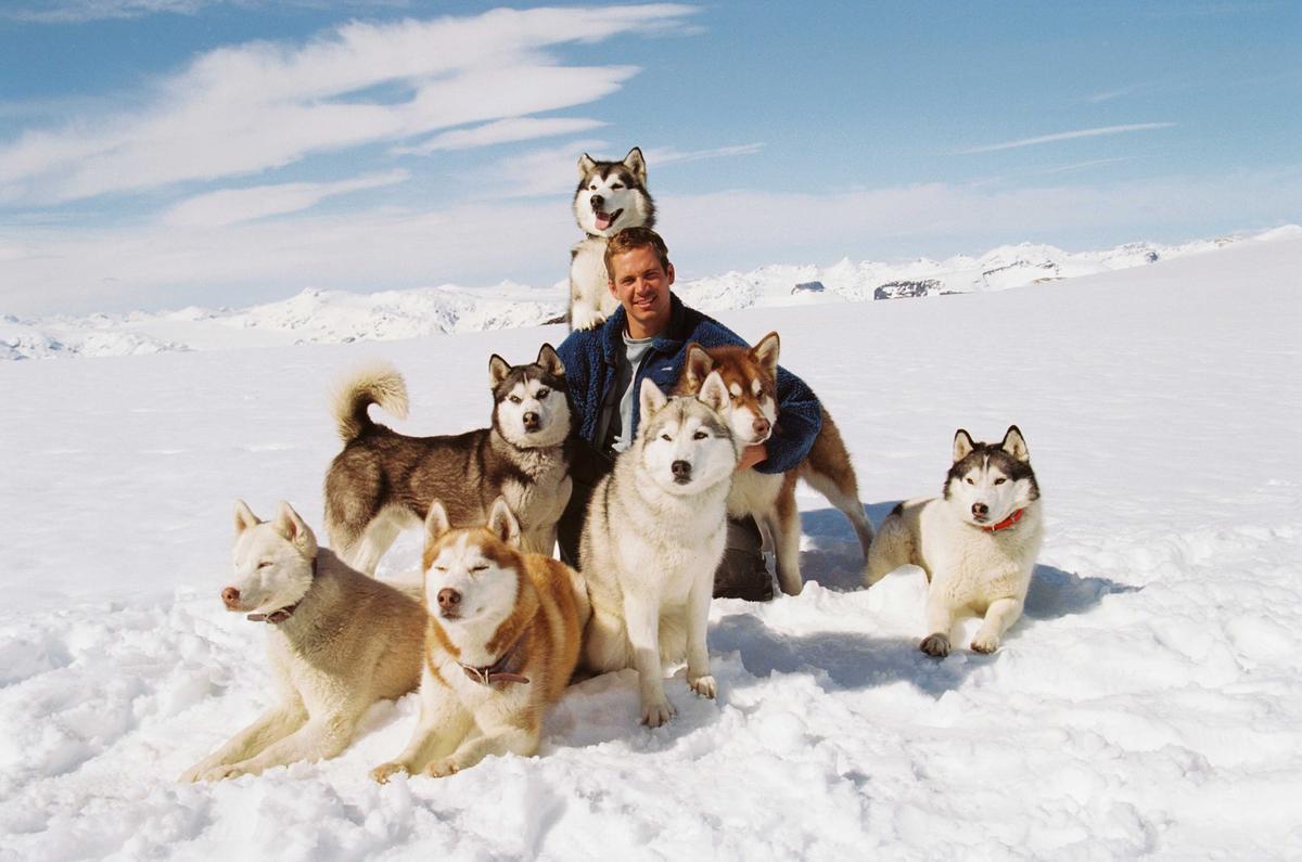 ‘Eight Below': Man Ought to Be a Dog’s Best Friend
