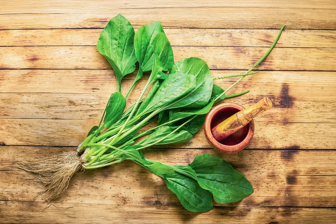 The Backyard Weed That Heals Wounds and Soothes the Gut