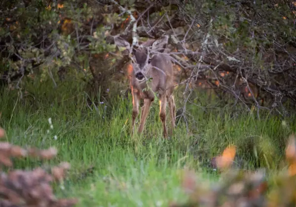 Plan to Cull All Deer on a California Island Is Dividing Conservationists