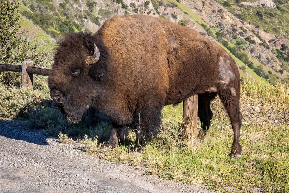 Conservationists Tried Birth Control on a California Island’s Bison. It Went Wrong. thumbnail