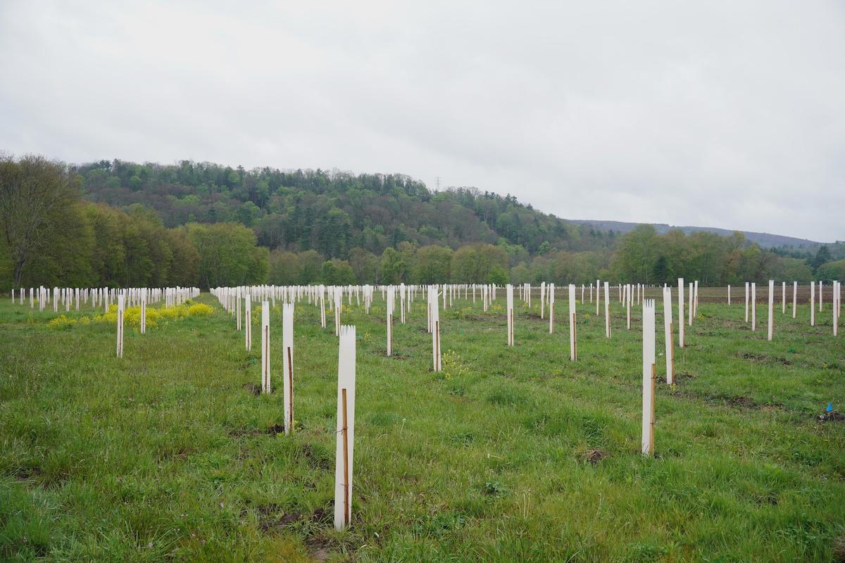 5,000 Trees Planted at Cuddebackville Preserve
