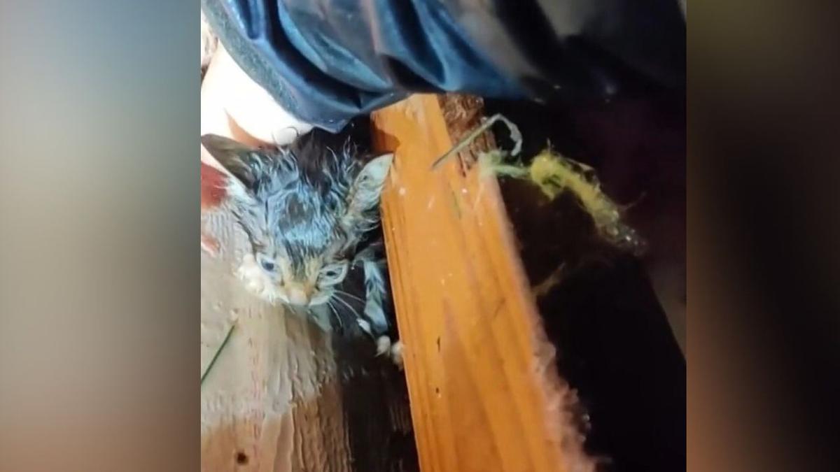 A Faint Meow in the Rubble of a Mississippi Tornado Leads to a Stunning Rescue