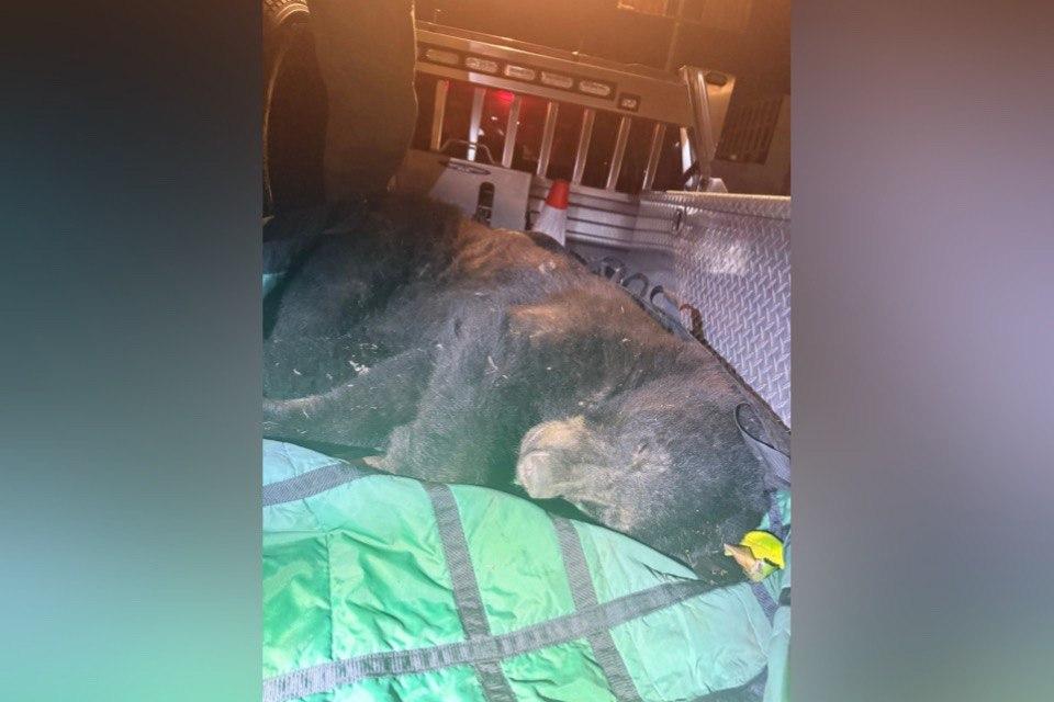 Black Bear Found Wandering Urban Vancouver Is Tranquilized and Released