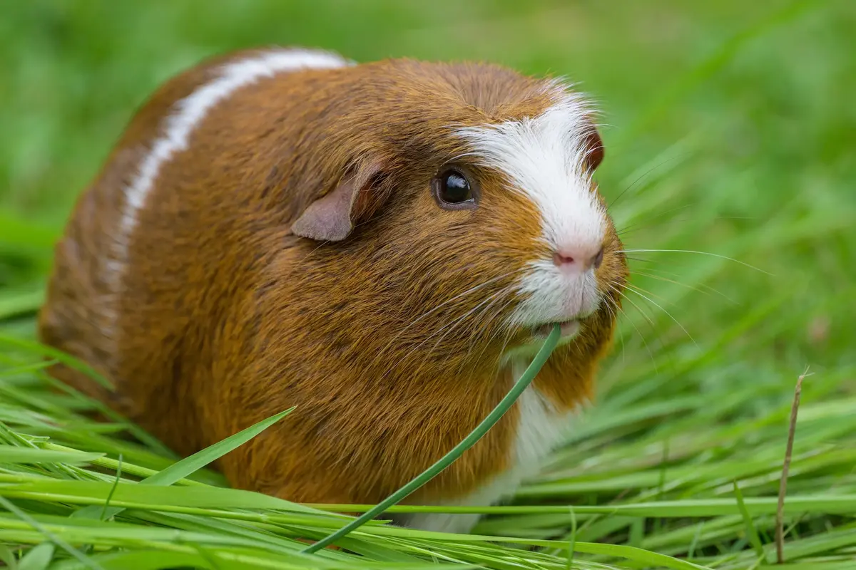 Guinea Pigs Need Vitamin C in Diet