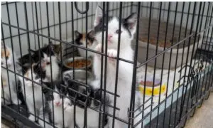 57 Kittens, 8 Cats Saved; Man Arrested in Suspected Animal Cruelty Investigation: Police