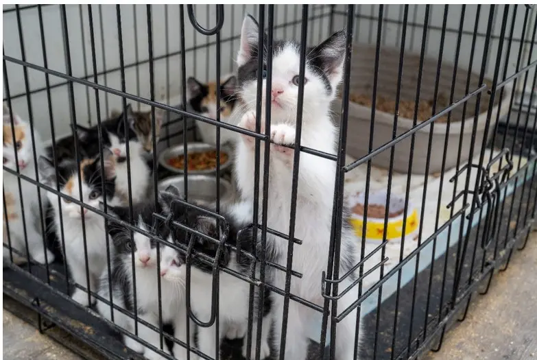 57 Kittens, 8 Cats Saved; Man Arrested in Suspected Animal Cruelty Investigation: Police
