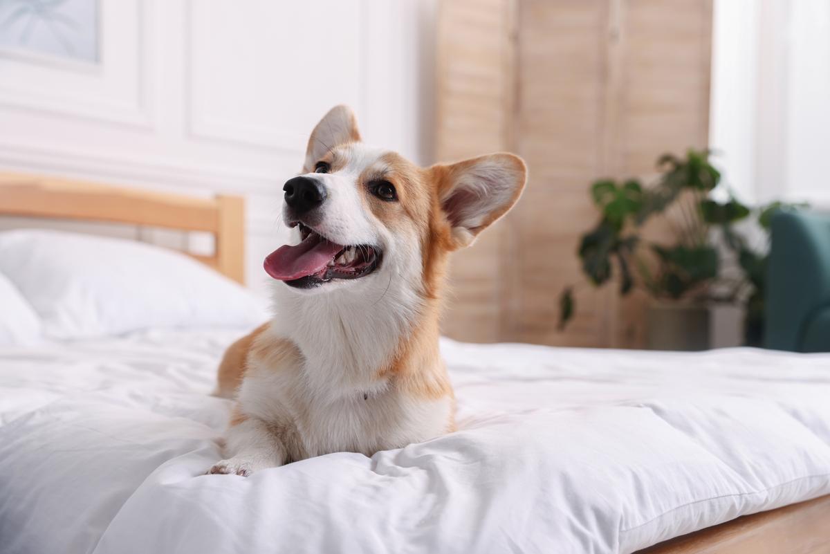 Luxury Hotels Have a New VIP Guest: Your Dog