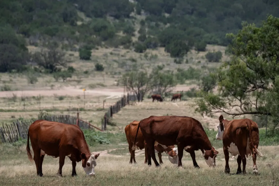USDA to Fund $25 Million Sterile Fly Facility in Arizona as Cattle Imports From Mexico Resume