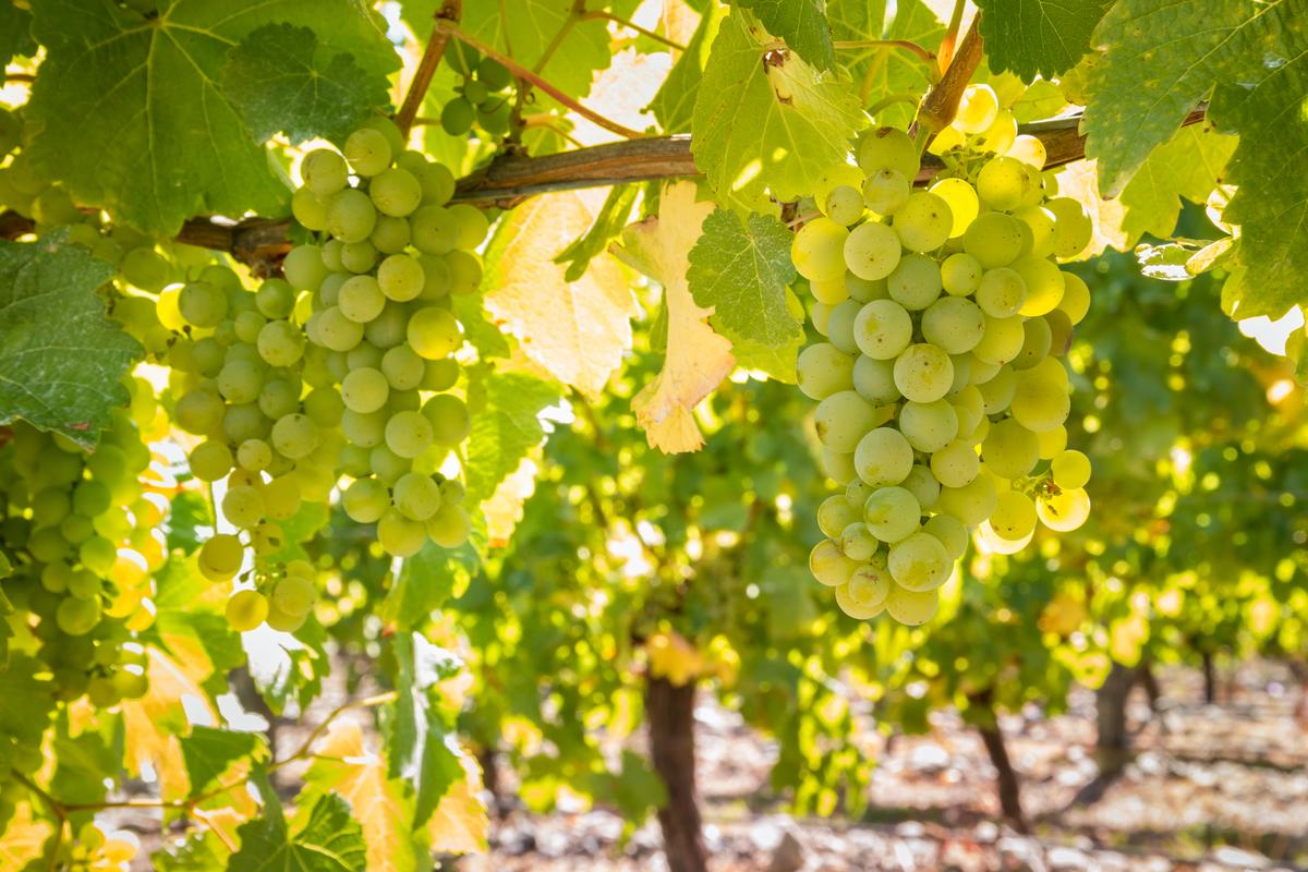 Sauvignon Blanc Is Hot