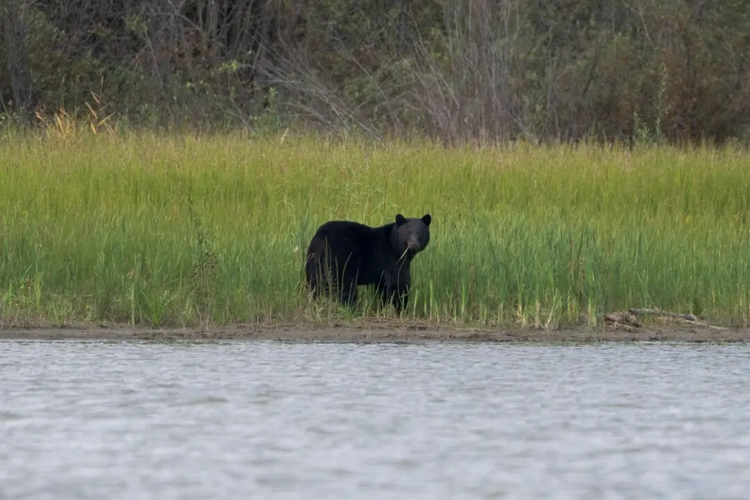 Conservation Officers Confirm Bear Shot by RCMP Mauled Child in Maple Ridge
