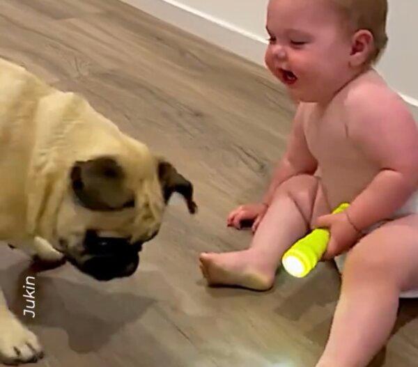 Baby Laughs Heartily as Dog Chases Light From Their Torch