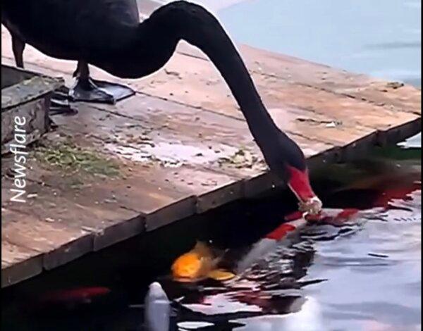 Black Swan Spotted ‘Feeding’ Koi in Lake