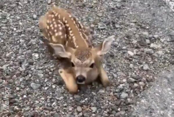 Friendly Fawn Comes For Head Scratches