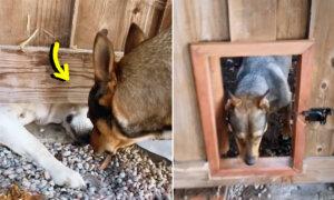 Neighbors Build Secret Dog Door in the Fence—See Their Canines’ Happy Reaction