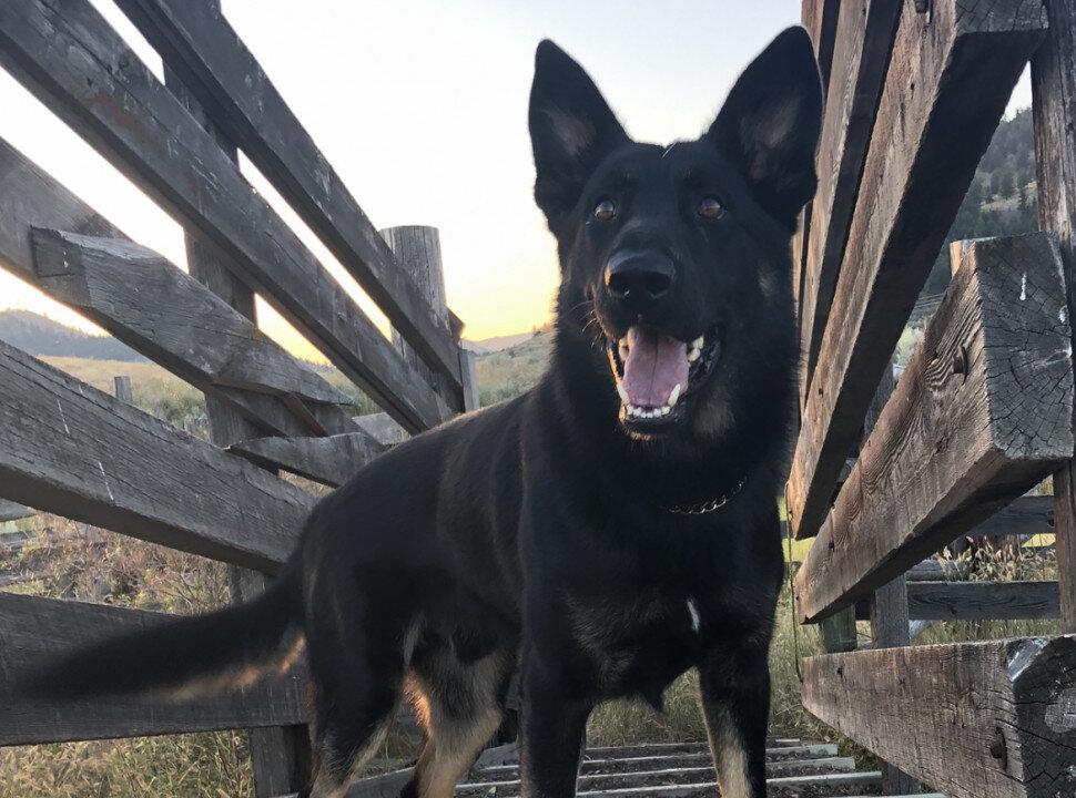 RCMP Service Dog Helps Save Infant Taken by Man Into Manitoba Woods