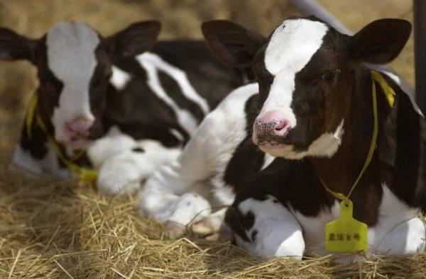 A cloned calf in a ranch near Urumqi, in northwest China's Xinjiang Uygur Autonomous Region on Aug. 6, 2003. (AP Photo/Aini Waer)