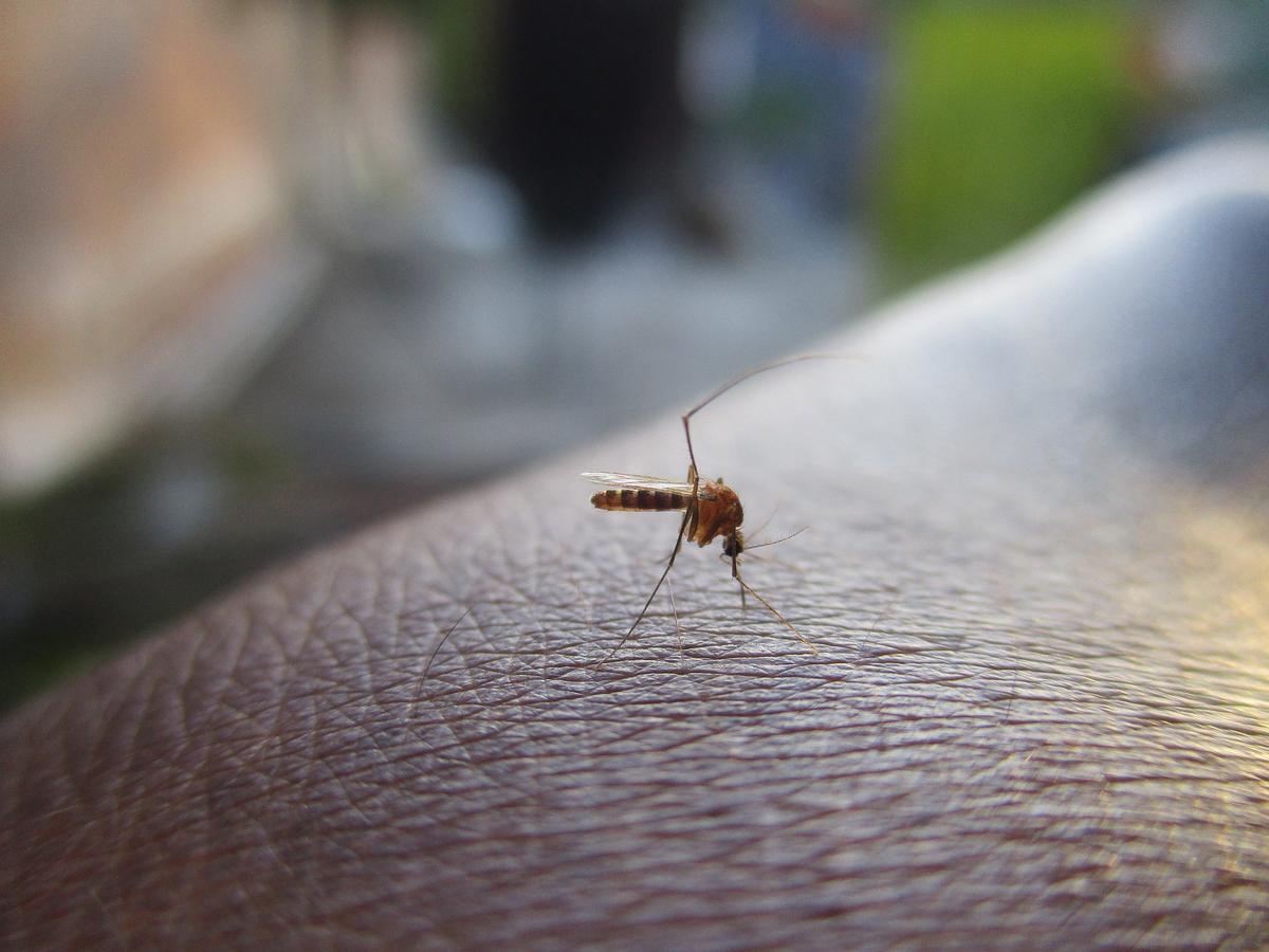 7-Year-Old Diagnosed With Mosquito-Transmitted Virus That Causes Brain Inflammation, Seizures