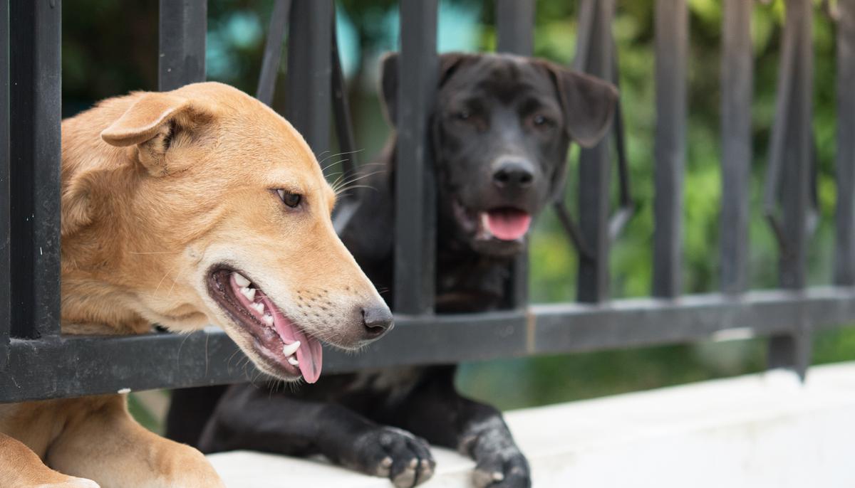 Senate Unanimously Passes Bill Making Animal Cruelty a Federal Crime