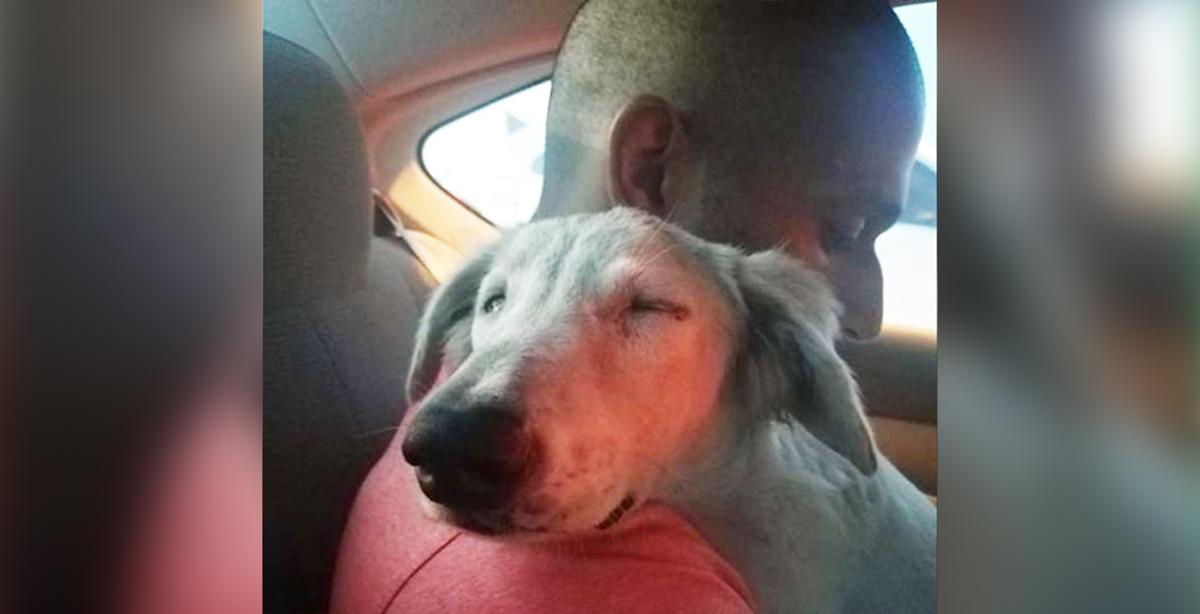 Stray Dog Hiding Under a Car in Dubai Begs Passerby to Take Him Home