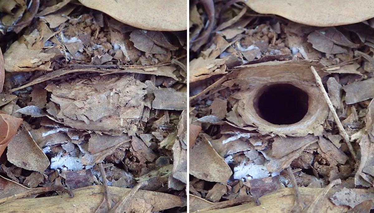 New Trapdoor Spider Discovered in Australia Hides Its Burrow Behind Cleverly Hinged Door