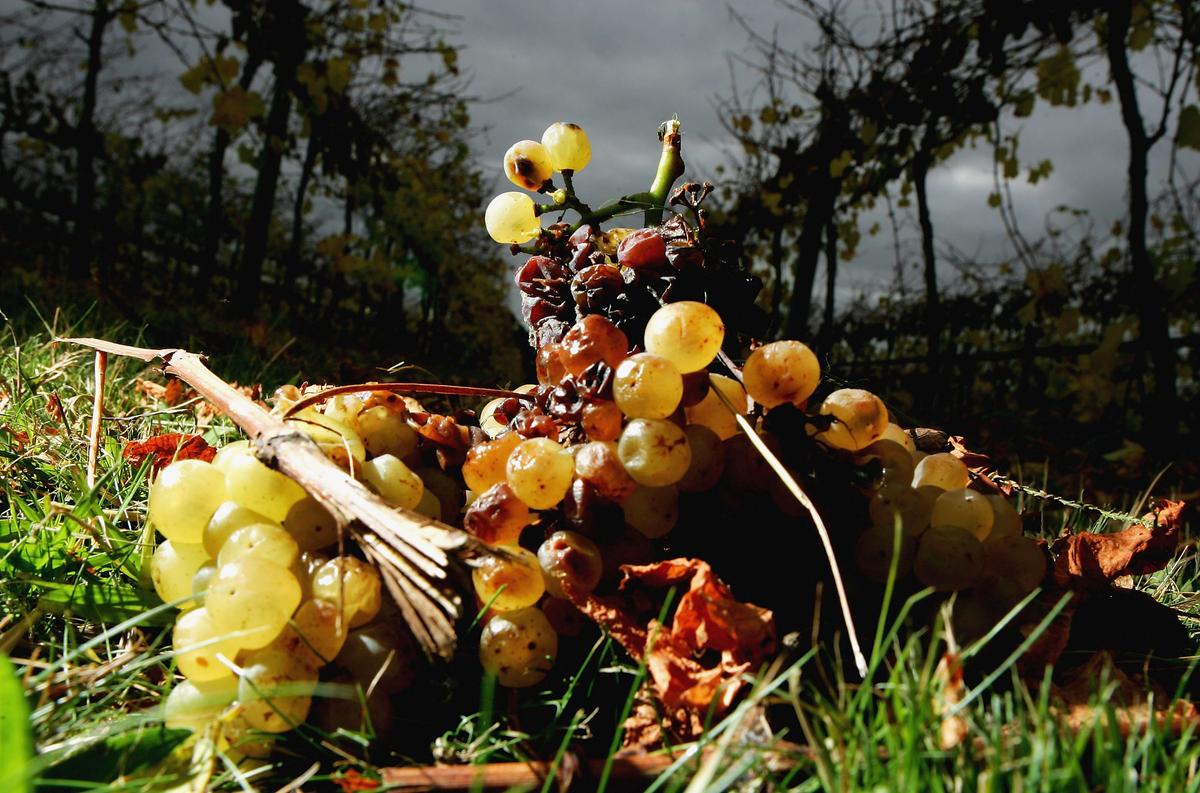 Wine Industry Pundits Back Australian Government Stance on China Trade