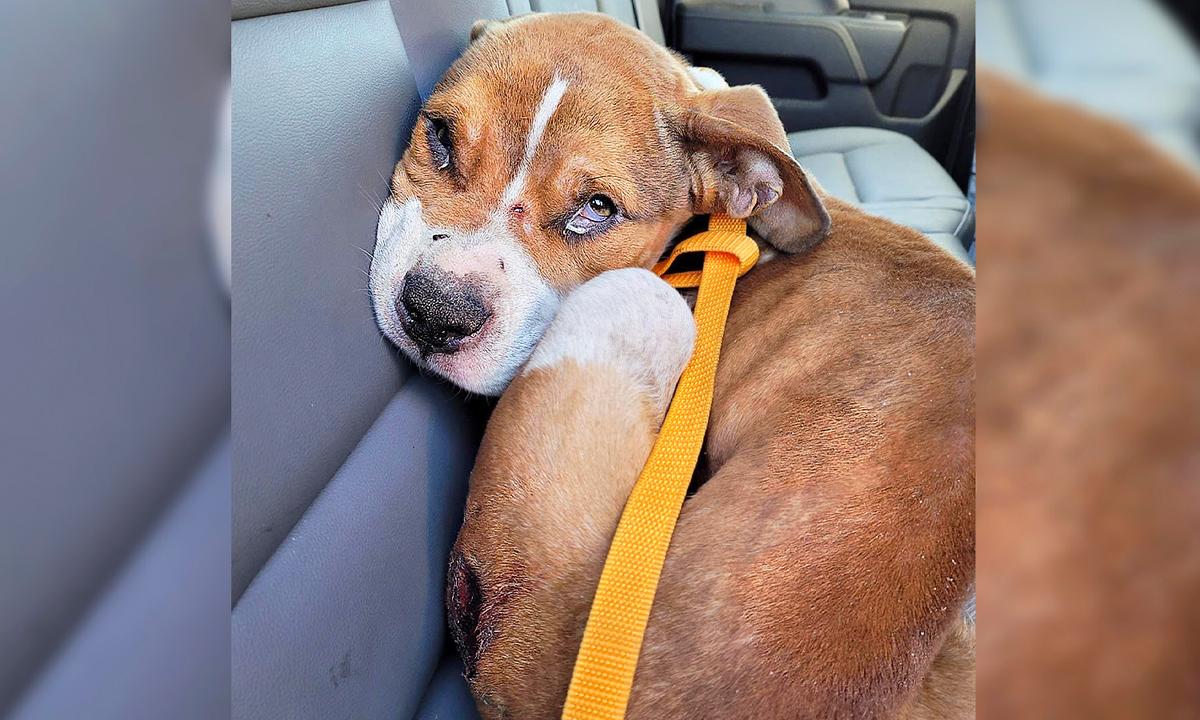 Police Officer Rescues 6-Month-Old Abused Puppy From Horrific Home, Decides to Adopt Him in Time for Christmas