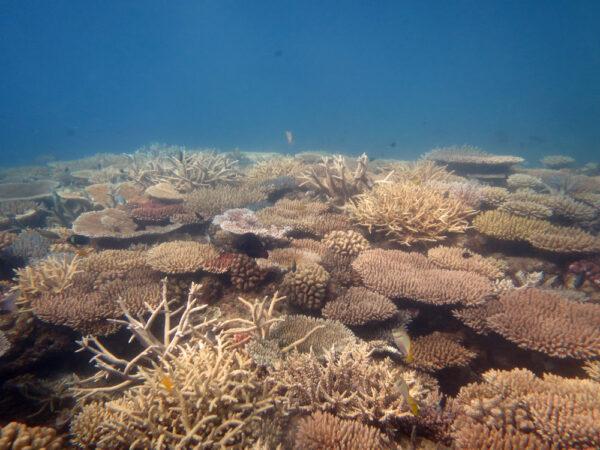 High coral cover on Linnet Reef in 2020, indicating strong recovery from cumulative disturbances since 2013, which have included crown-of-thorns starfish outbreaks, mass coral bleaching and two severe tropical cyclones. (Australian Institute of Marine Science)