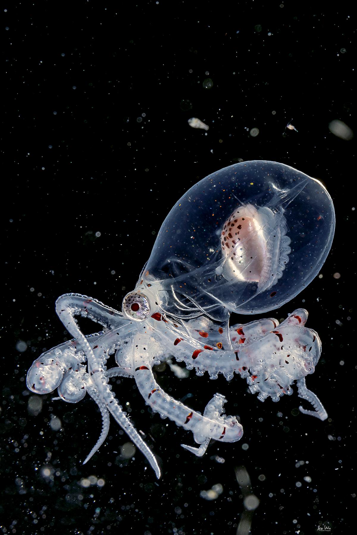 (Courtesy of <a href="https://www.instagram.com/ace_wu_underwater_photography/">Wu Yung-sen</a>)