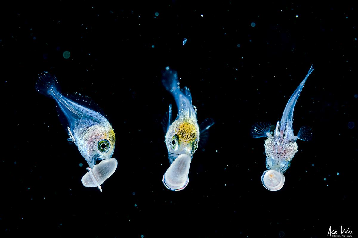 (Courtesy of <a href="https://www.instagram.com/ace_wu_underwater_photography/">Wu Yung-sen</a>)