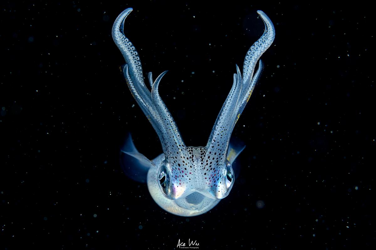(Courtesy of <a href="https://www.instagram.com/ace_wu_underwater_photography/">Wu Yung-sen</a>)