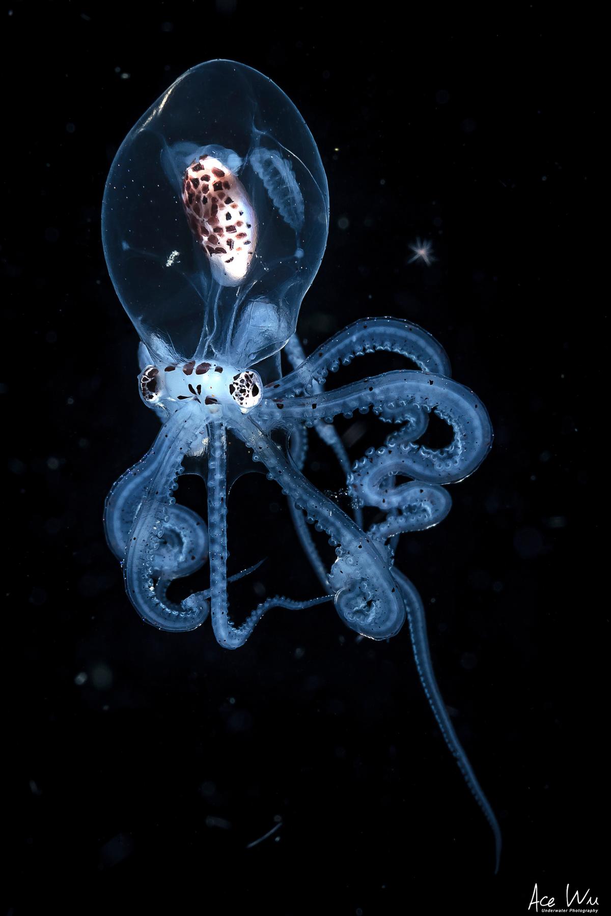 (Courtesy of <a href="https://www.instagram.com/ace_wu_underwater_photography/">Wu Yung-sen</a>)