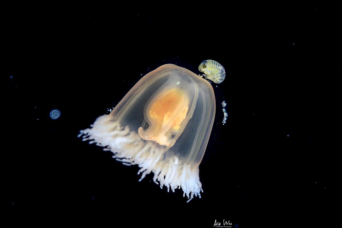 (Courtesy of <a href="https://www.instagram.com/ace_wu_underwater_photography/">Wu Yung-sen</a>)