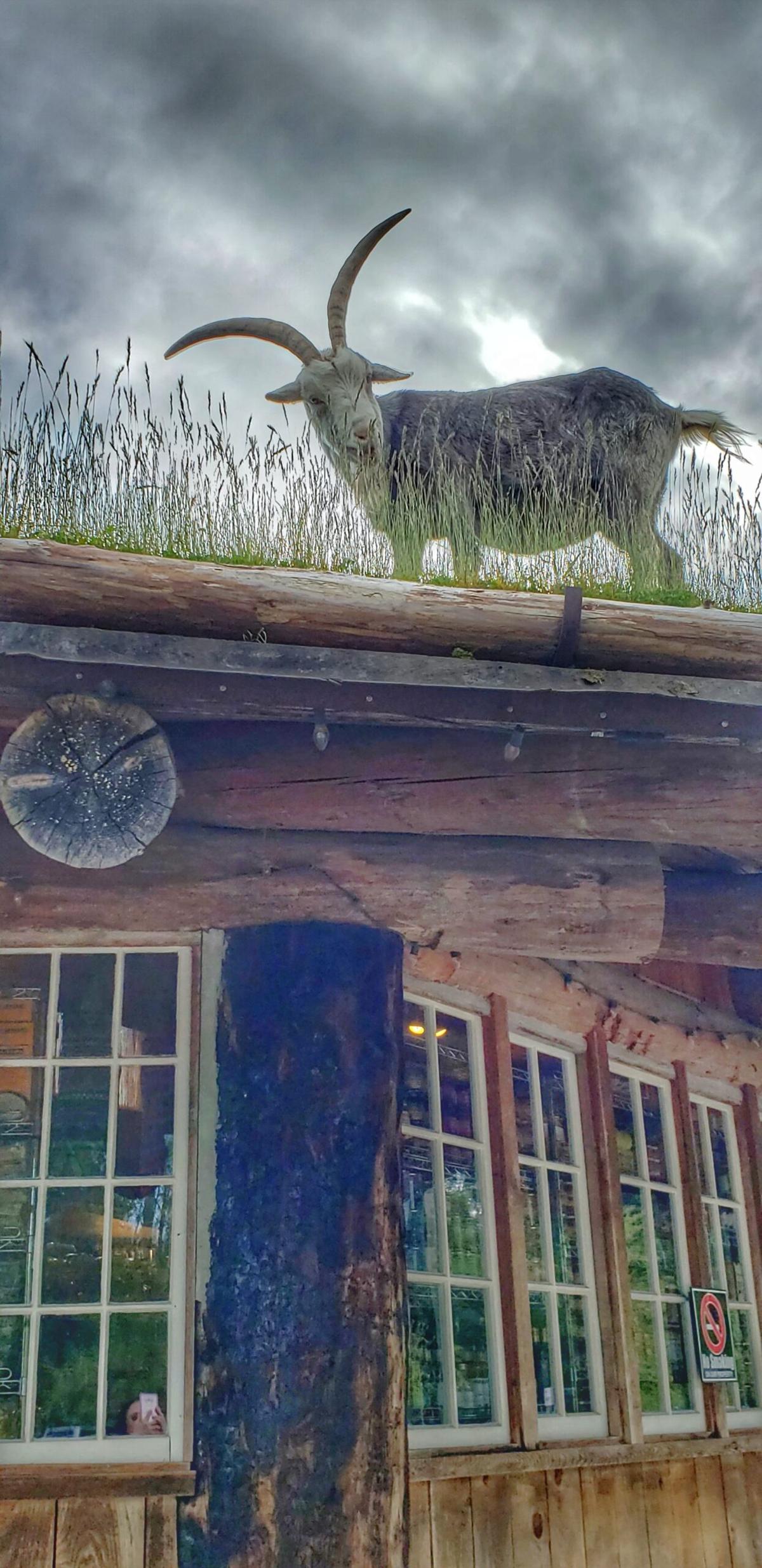 Goats on the Roof, Coombs. (Courtesy of Michelle Sutter)
