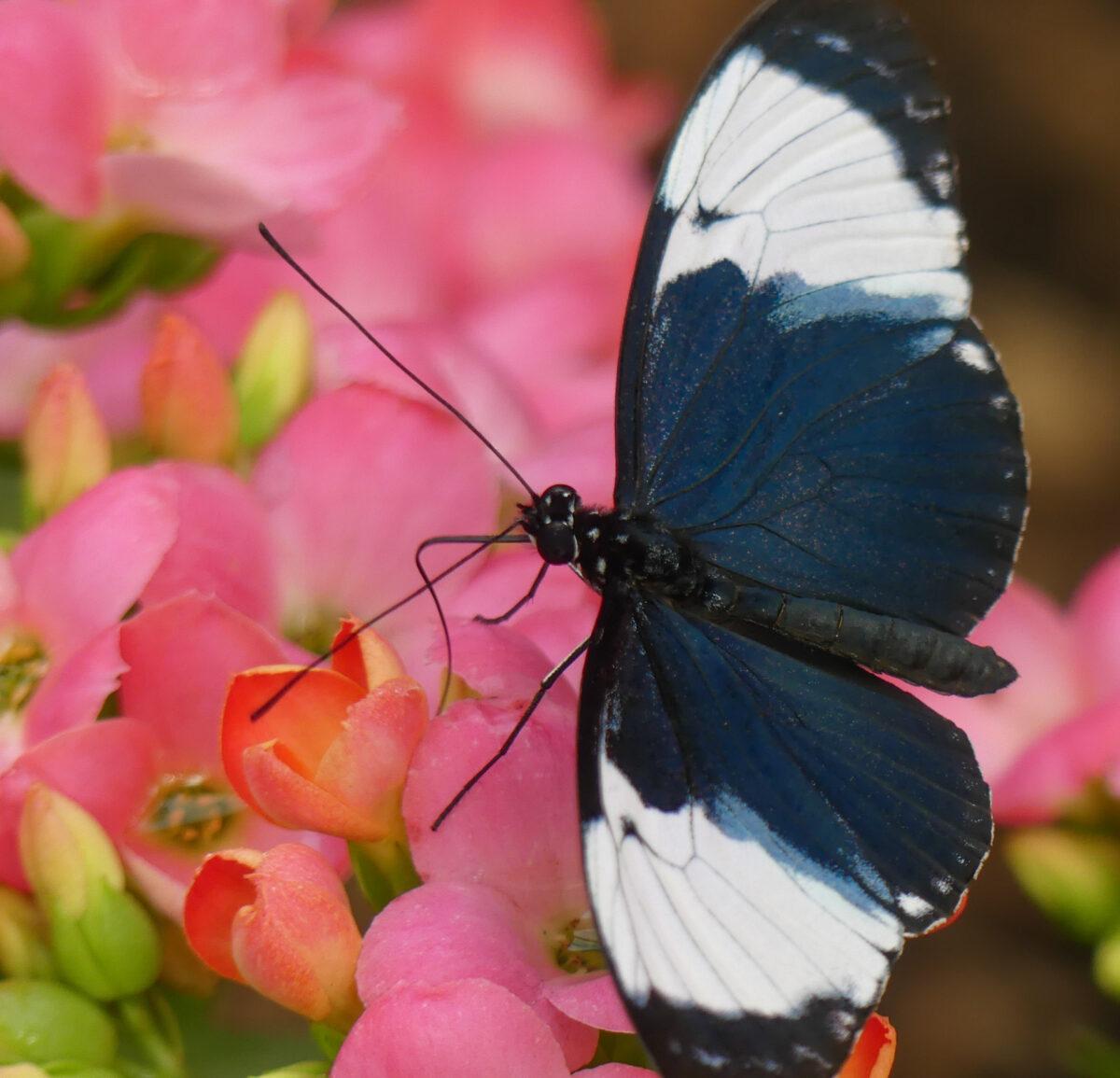 (Butterfly World)