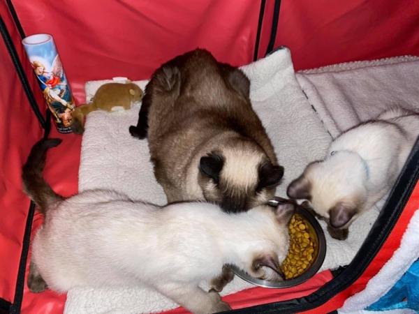 Feline Jack and cloned offspring OJ and Thud enjoy a meal together. (Courtesy photo)