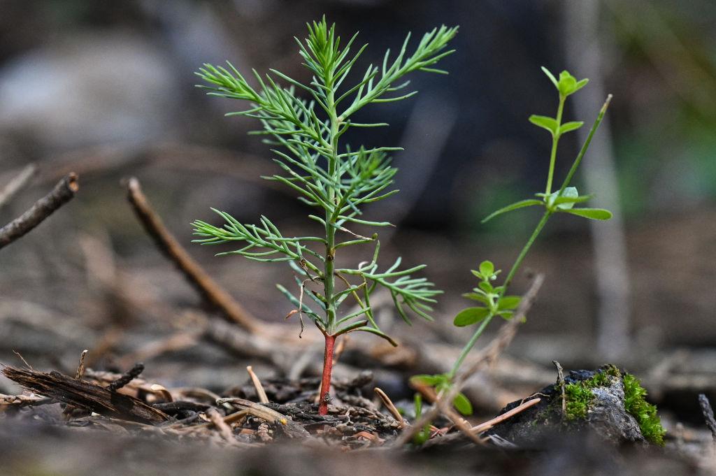 ‘Nature Rights’ Paganism Advancing in the West