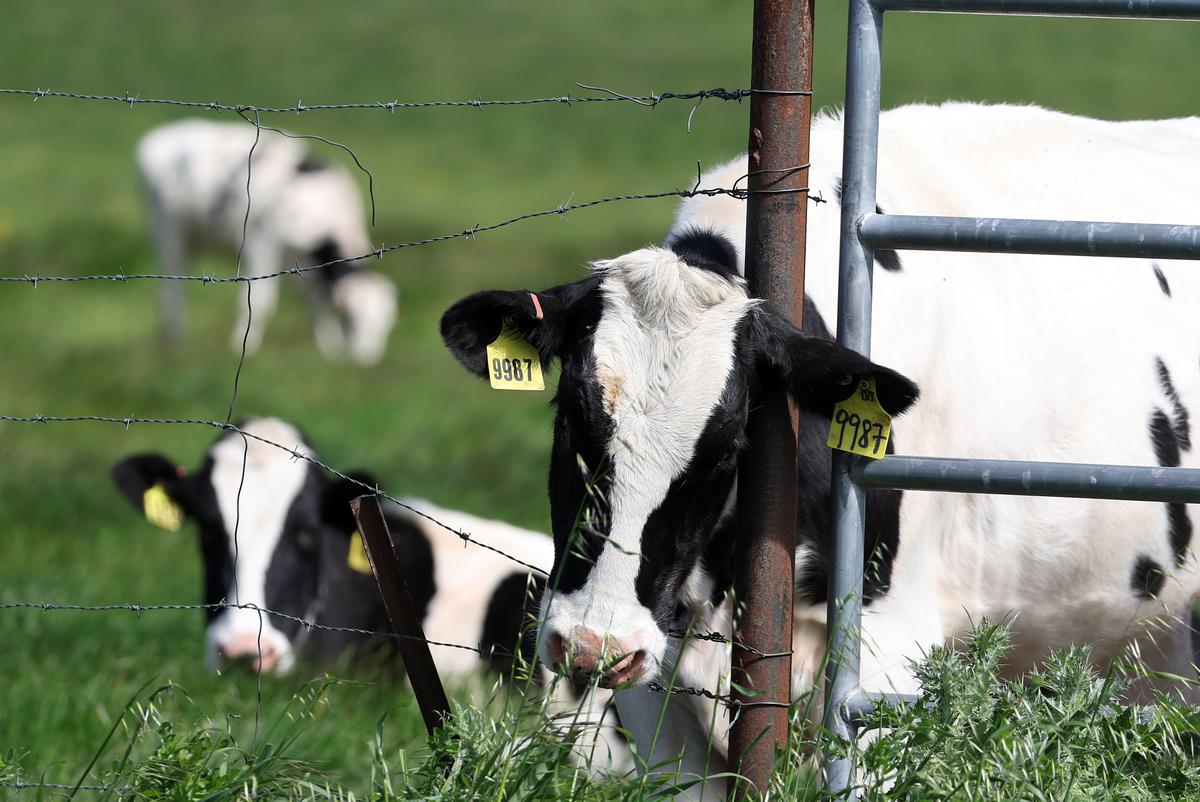 Ranchers Speak Out About New Vaccine to Reduce Cow Flatulence