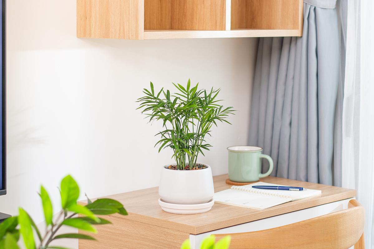Gift Basket Plants