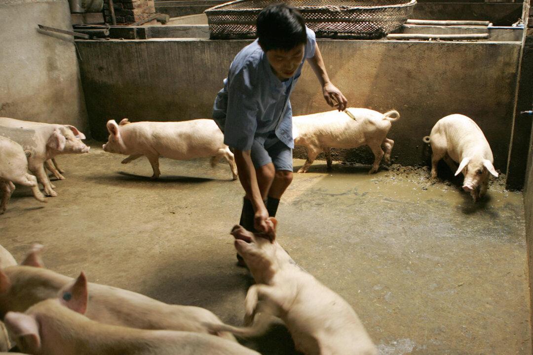 Study: Swine Coronavirus in China Could Jump to Humans