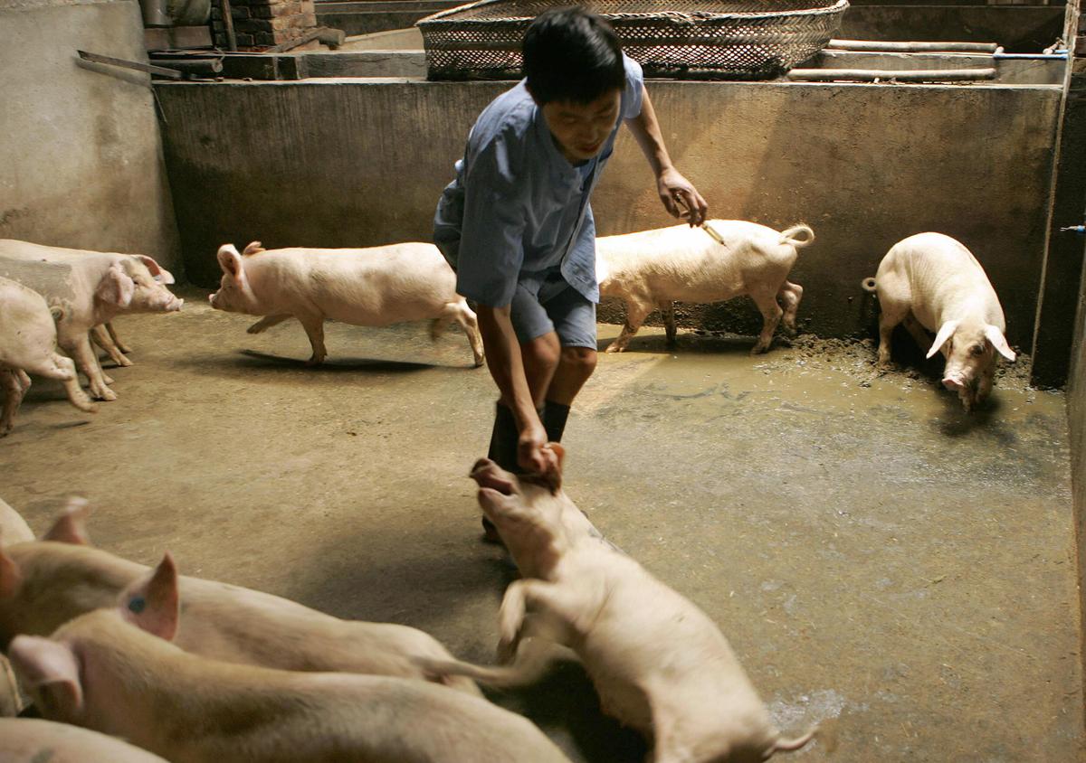 Study: Swine Coronavirus in China Could Jump to Humans