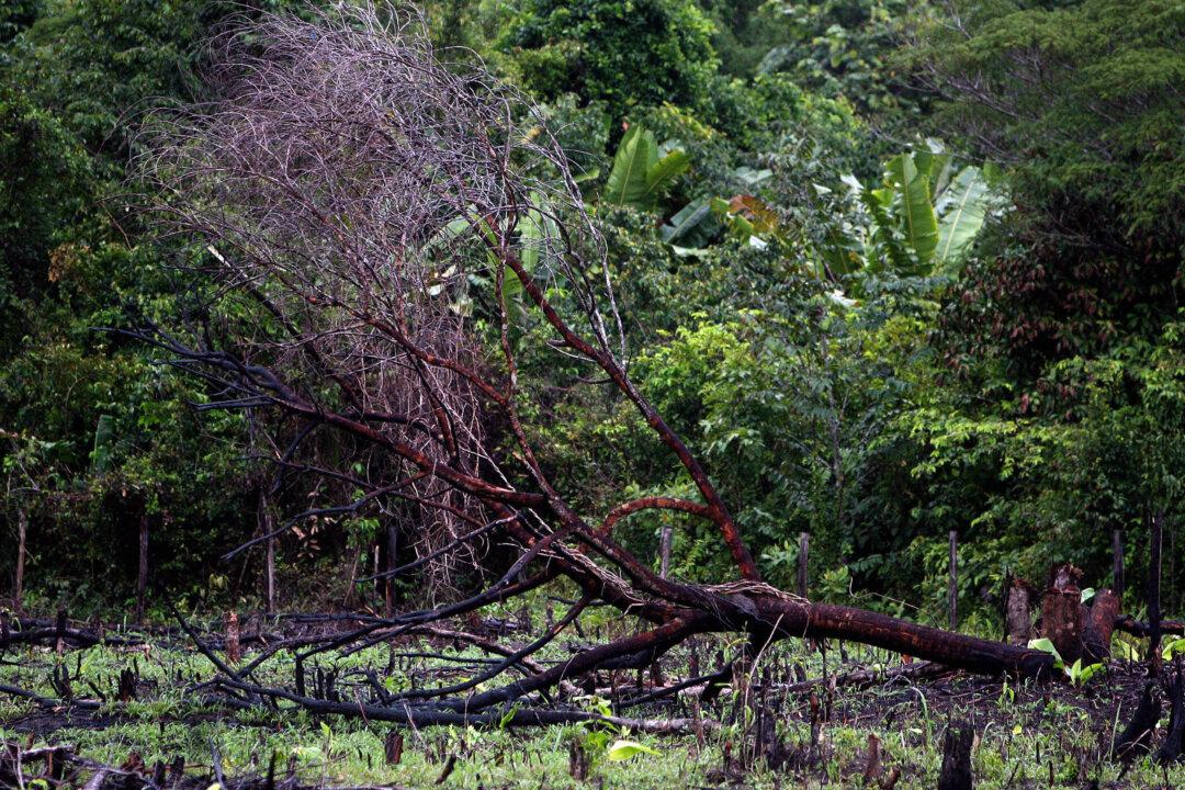 Millions of Acres in the Amazon at Risk Under New Measure