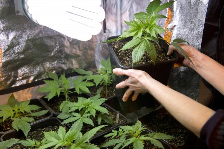 Marijuana Tax Being Eyeballed by Some States