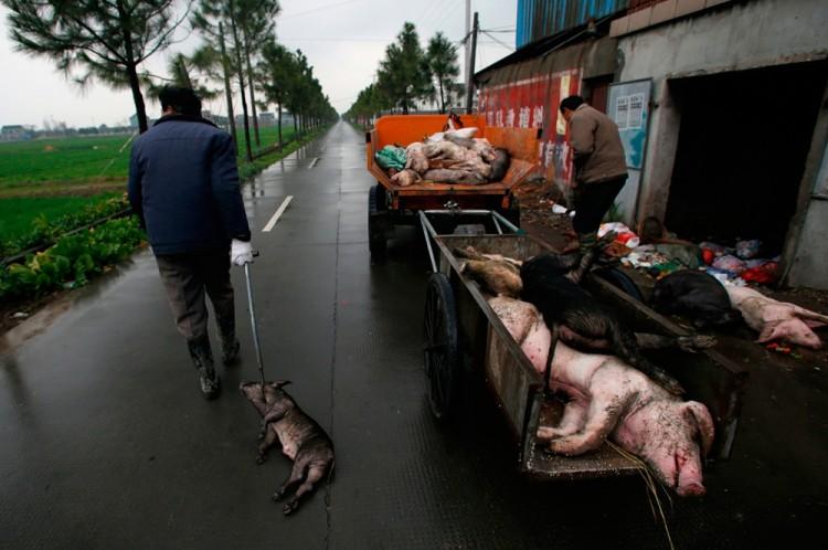 Shanghai Authorities Insist Water Is Safe, Despite Floating Pig Carcasses