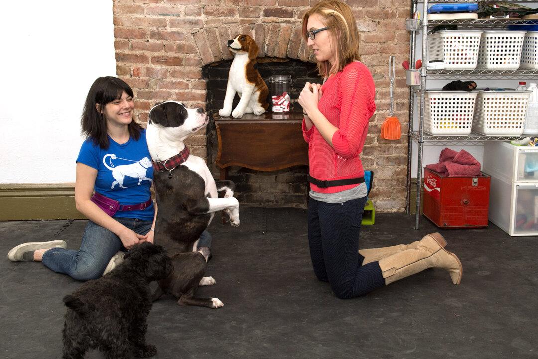 How to Train a Dog: Tips from NYC’s Top Dog Trainers, part 1/6
