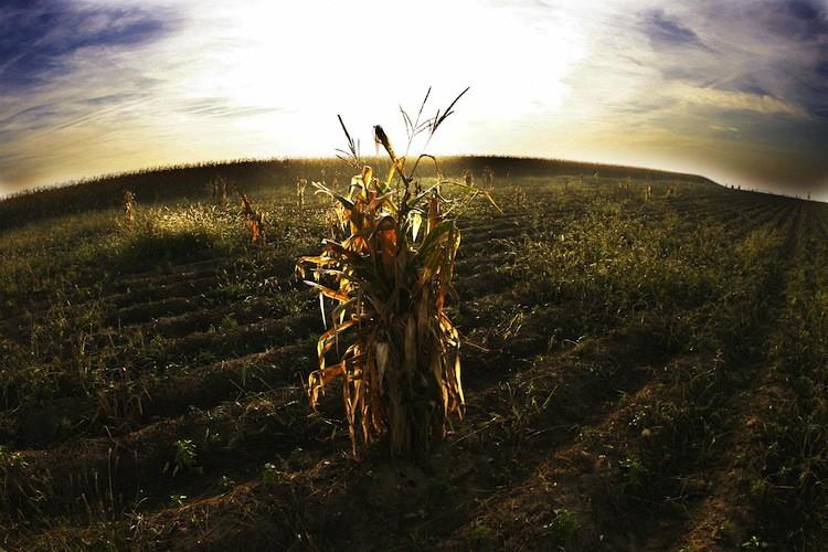 ‘Monsanto Protection Act’ Signed, Derided by Opponents